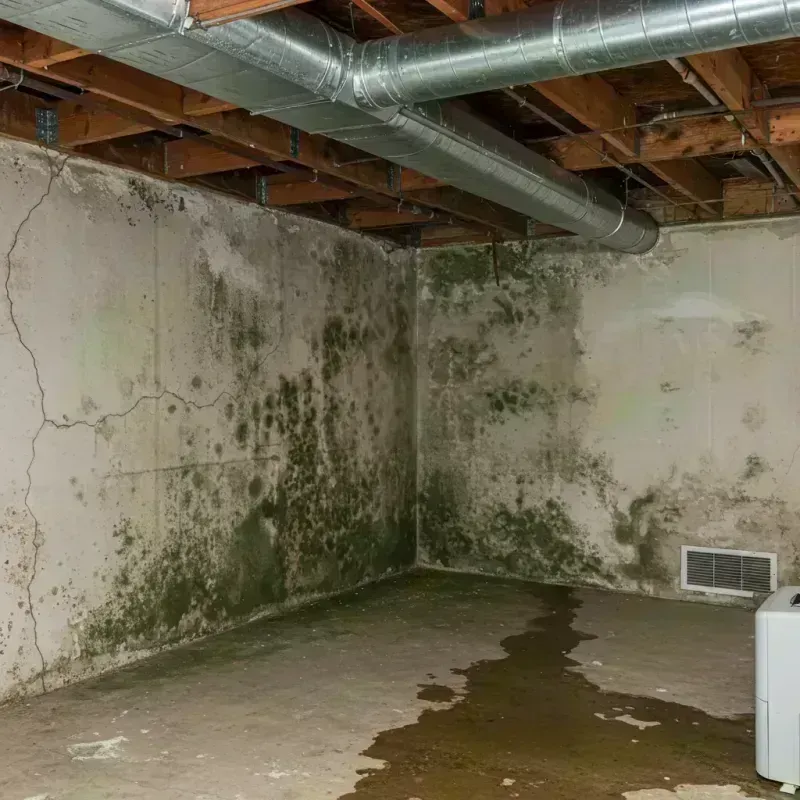 Professional Mold Removal in Woodford County, KY